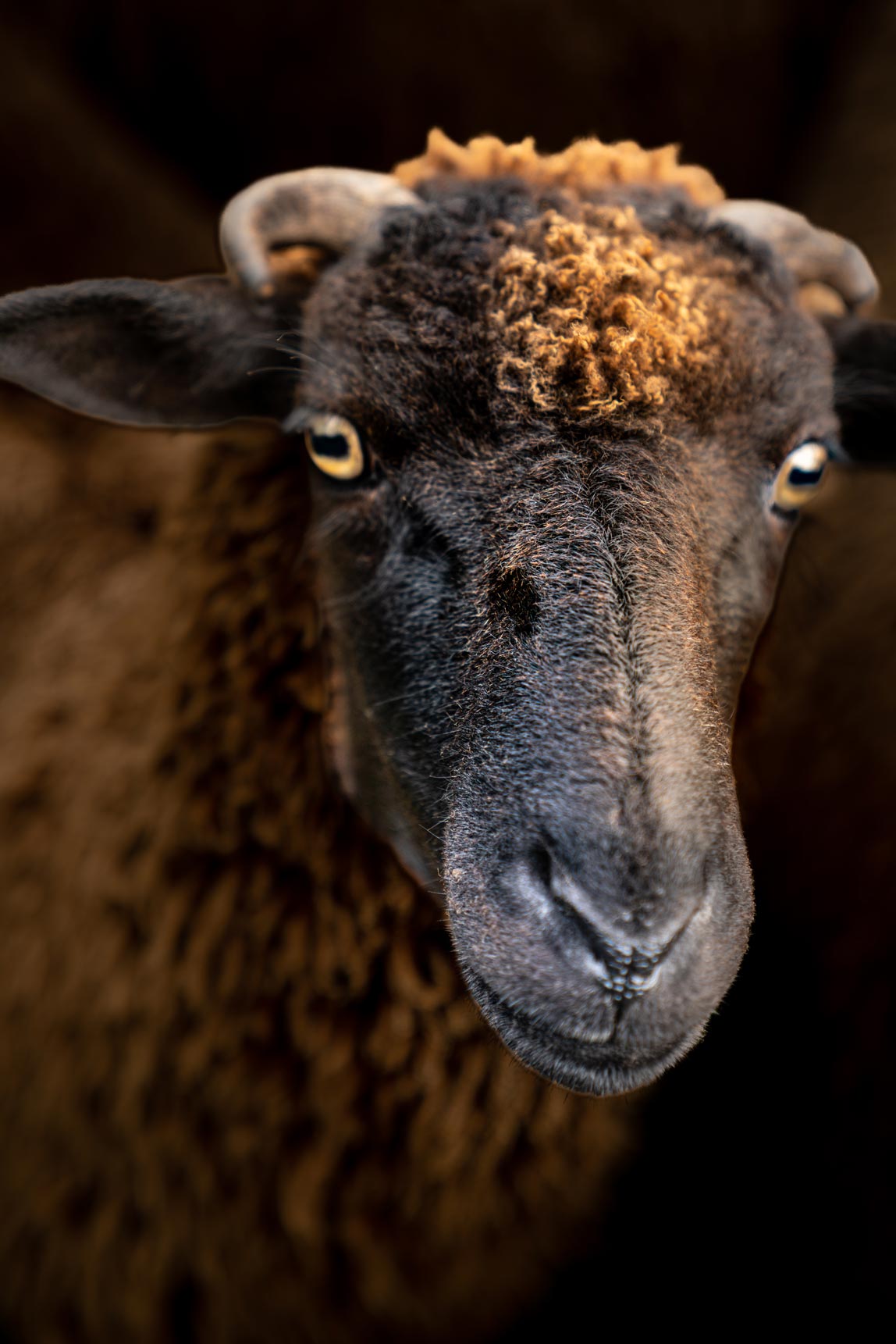 Sheep, Waipu 