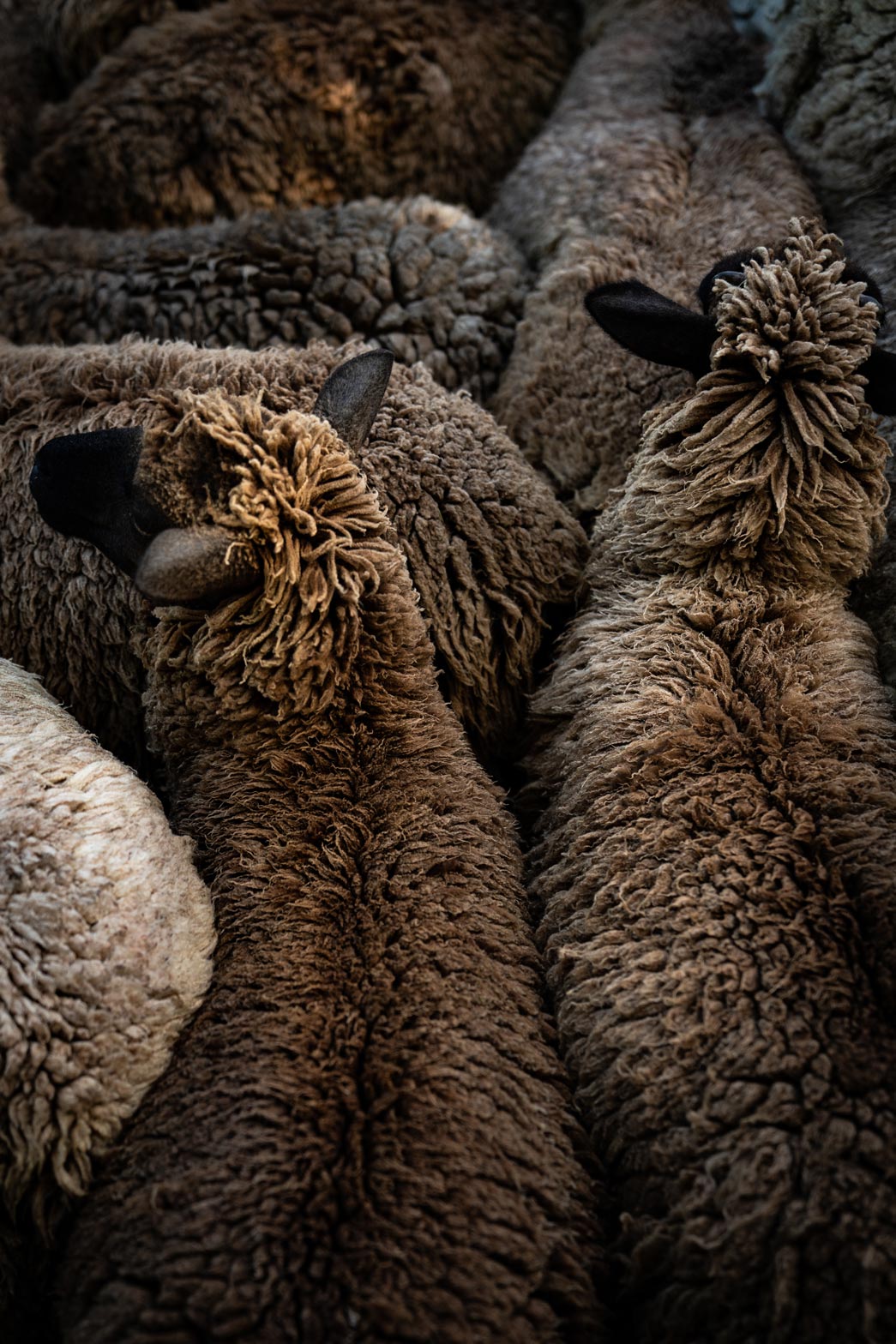 Sheep, Waipu