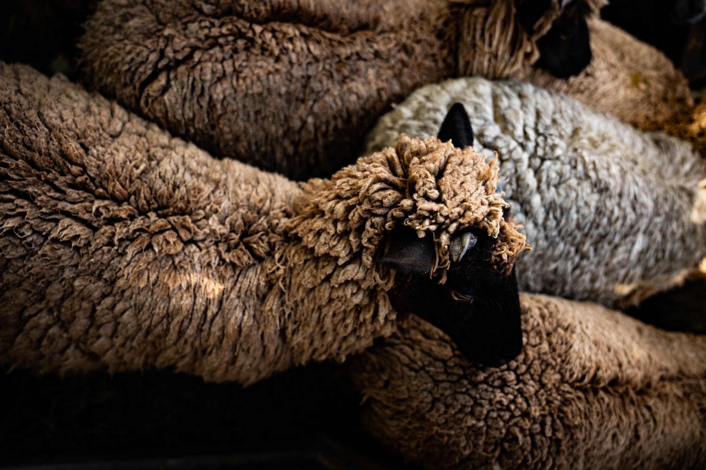 Sheep, Waipu 