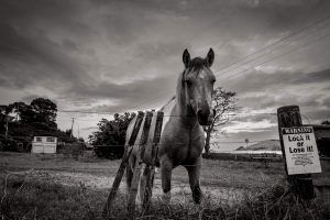 Horses in Hokianga