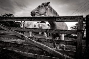 Horses in Hokianga