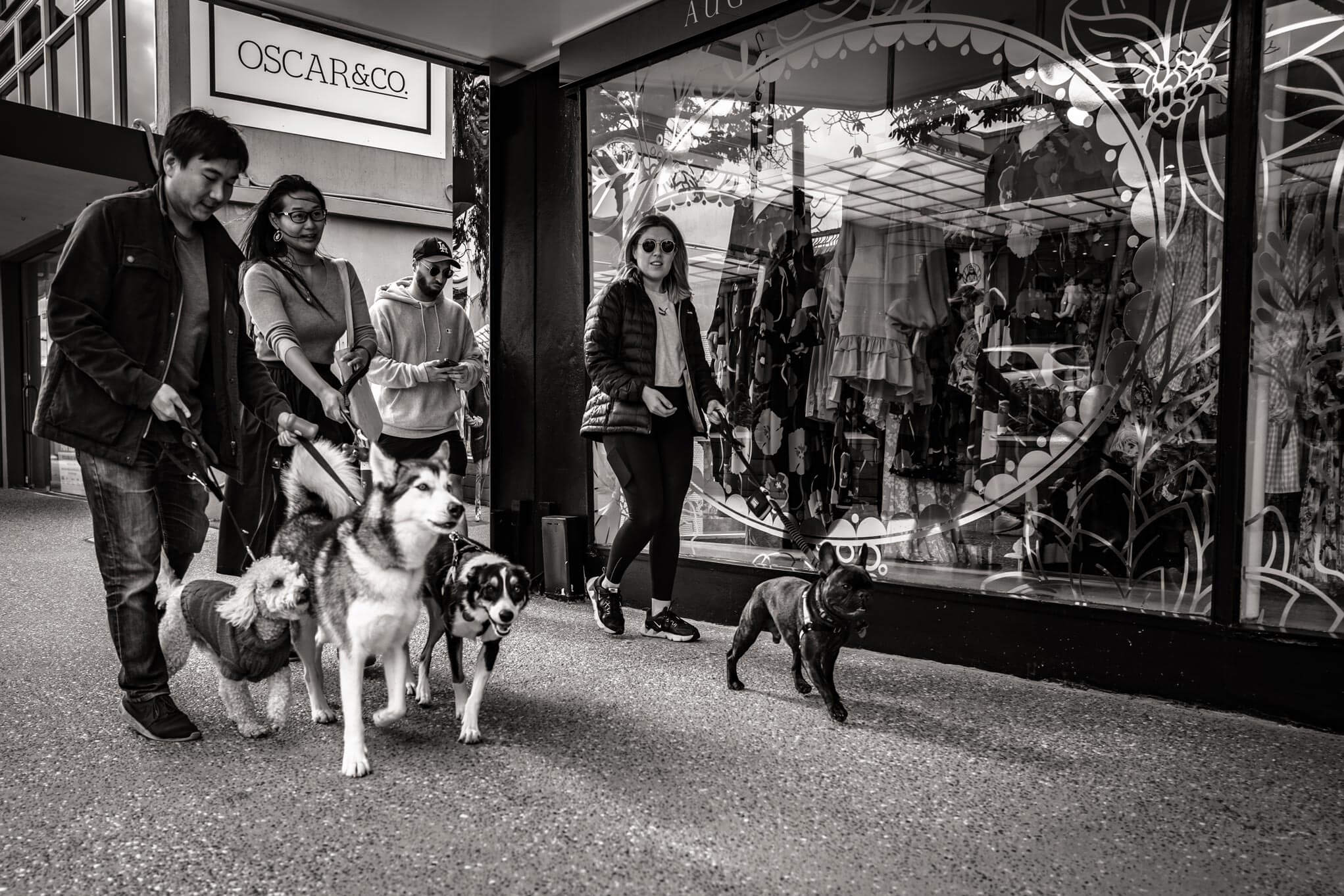 Dog Day Out, Takapuna, Auckland