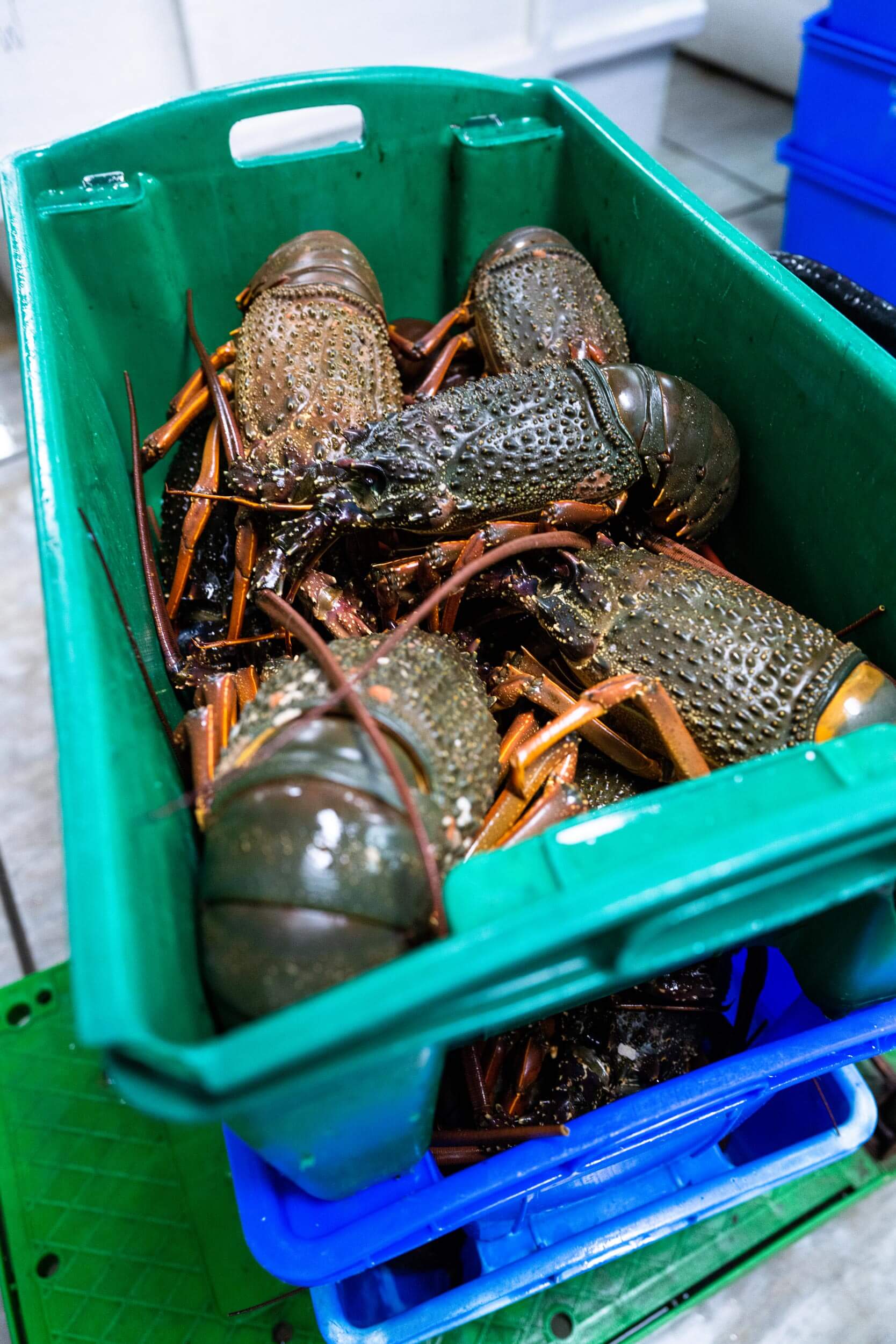 Packhorse crayfish, Otahuhu, Auckland