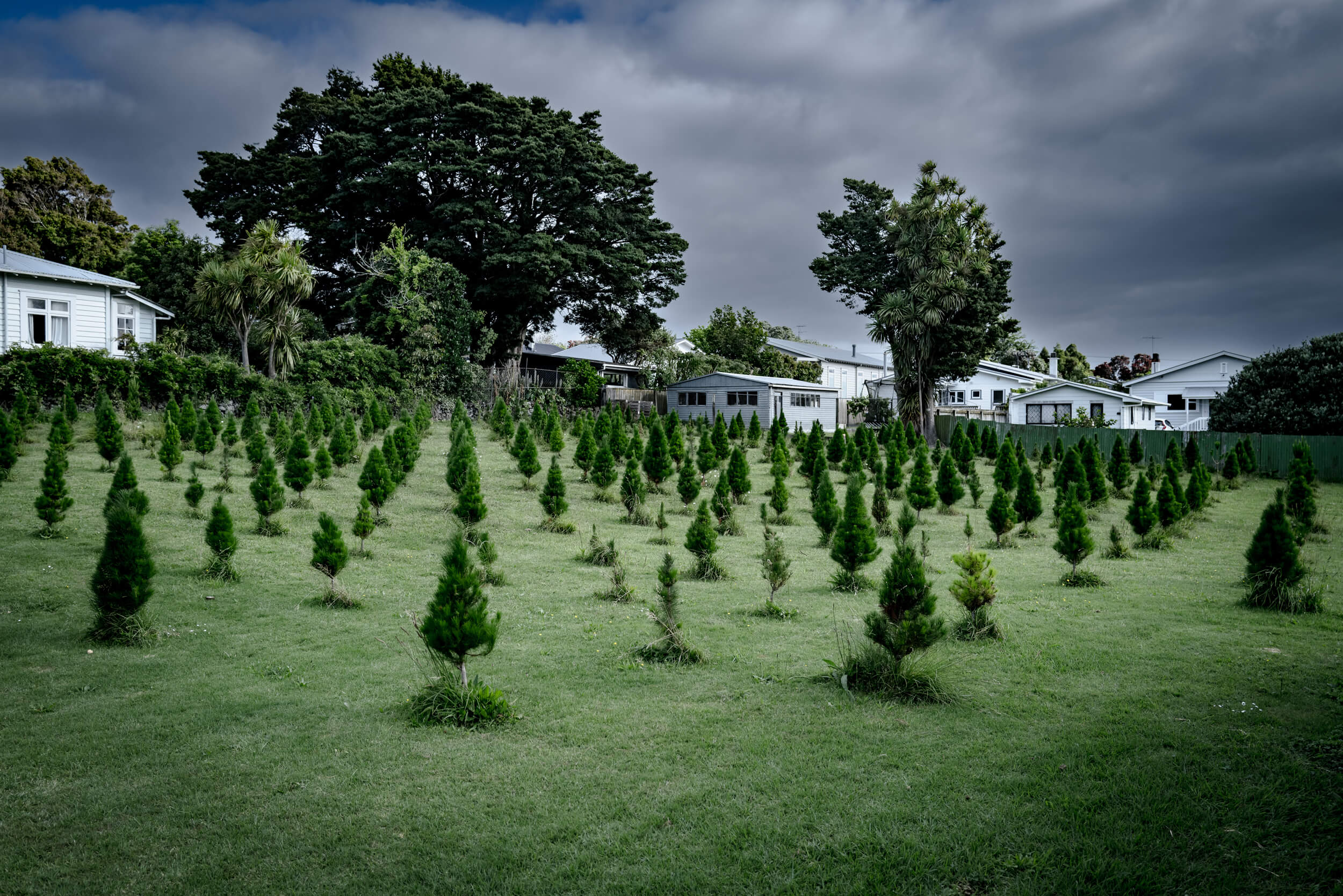 Misa Christmas Tree Farm, Mt.Eden, Auckland